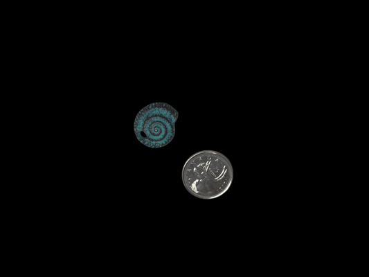 Copper Plated Patina Spiral Pendant