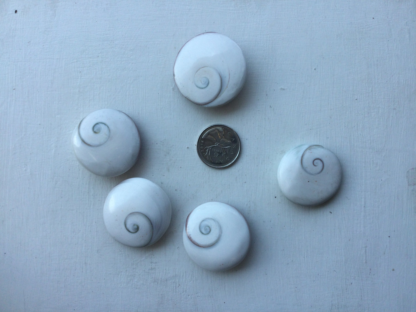 Polished Shiva Eye