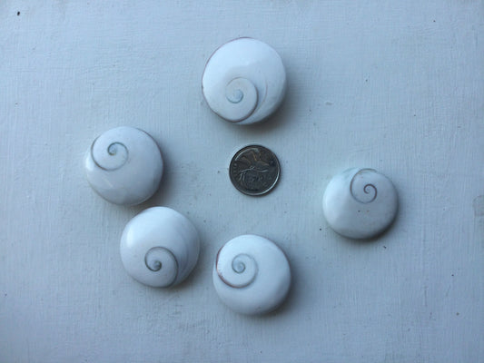 Polished Shiva Eye