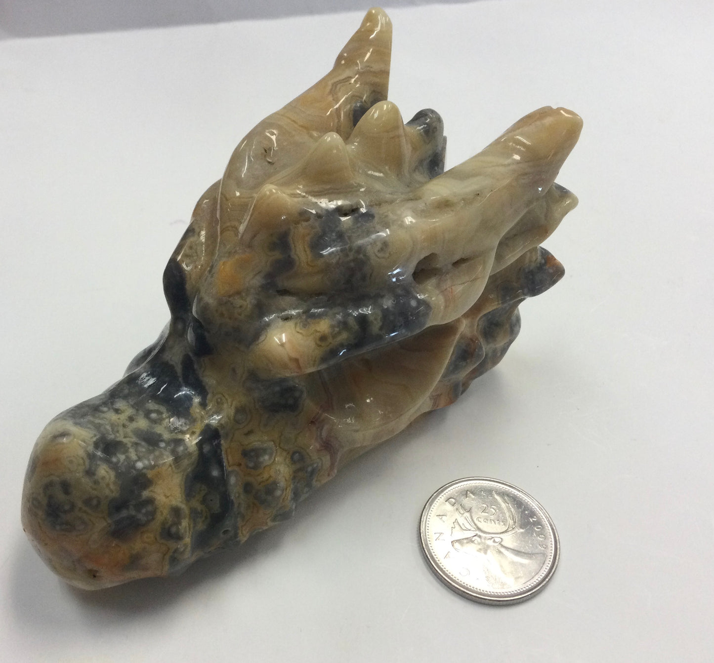 Large Dragon Skull
