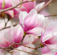 Magnolia Essential Oil
