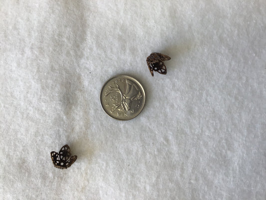 Natural Brass Foliage Bead Cap
