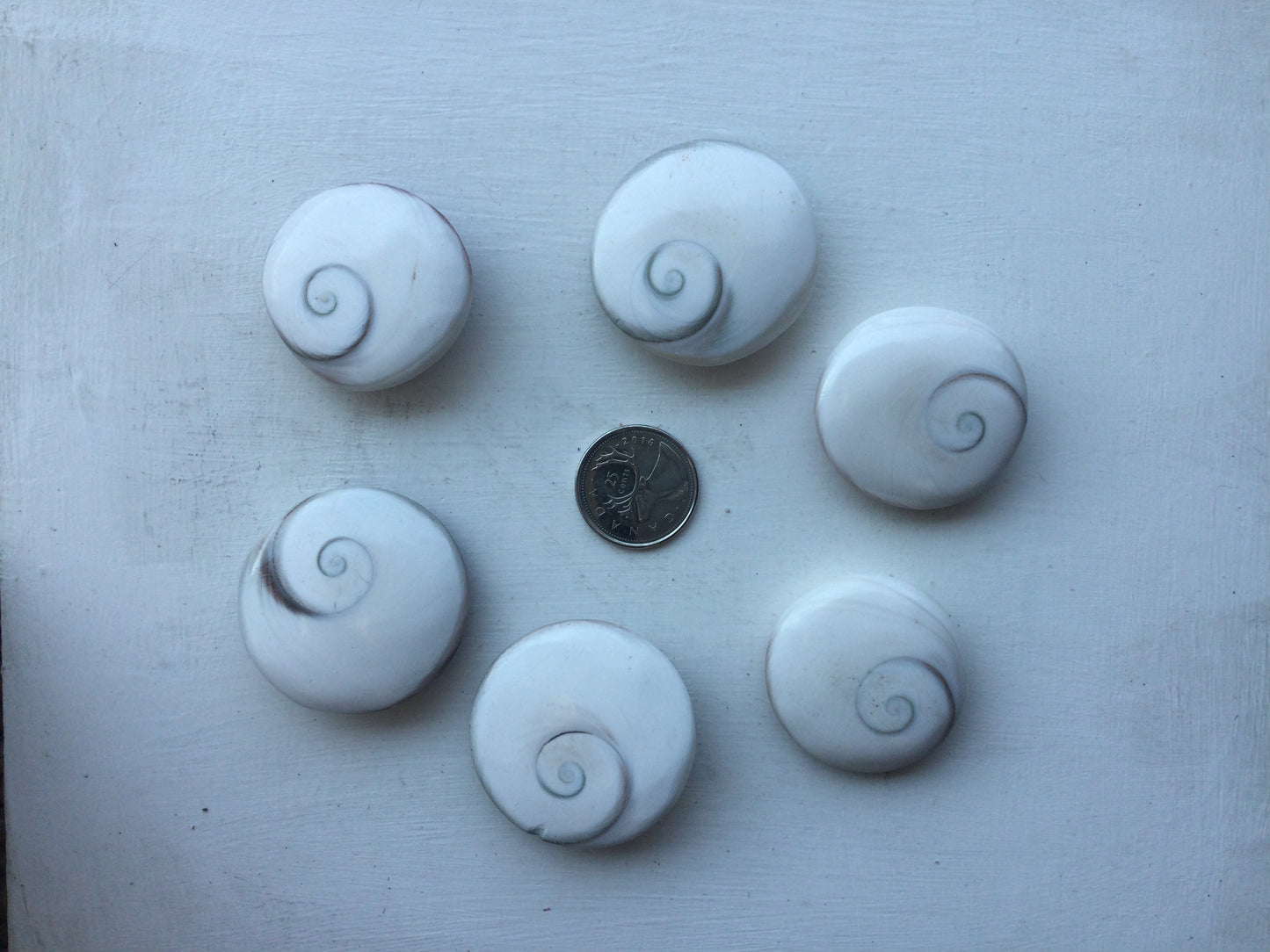 Polished Shiva Eye