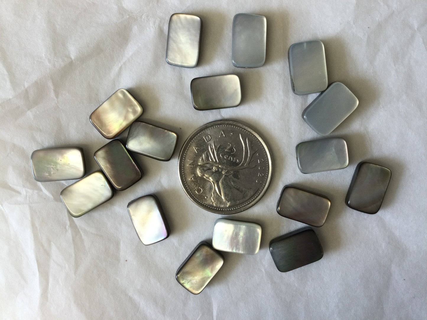 Black Shell Bead