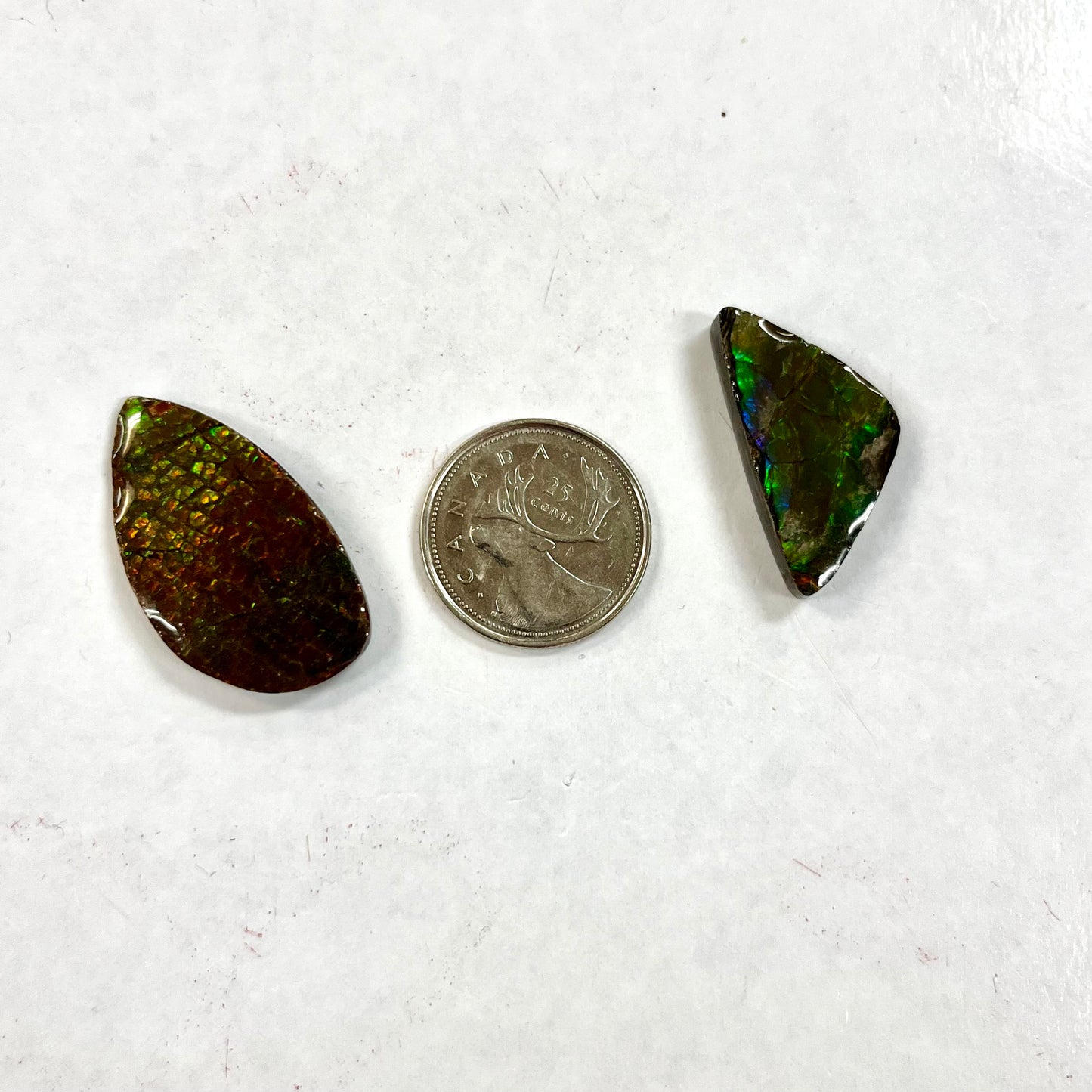 Ammonite Polished Pieces