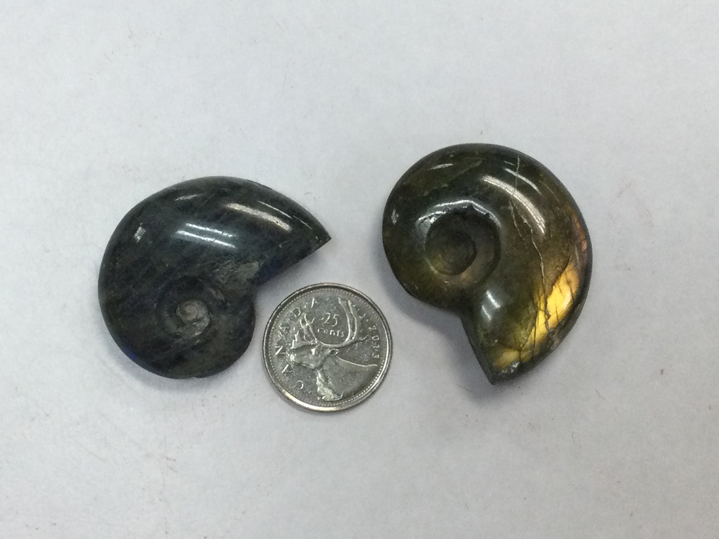 Labradorite carved Ammonite shells