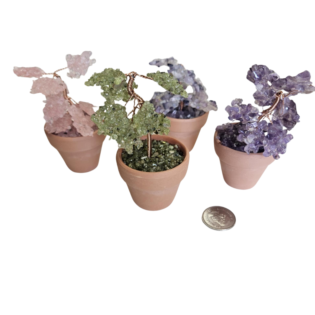 Potted Gemtrees