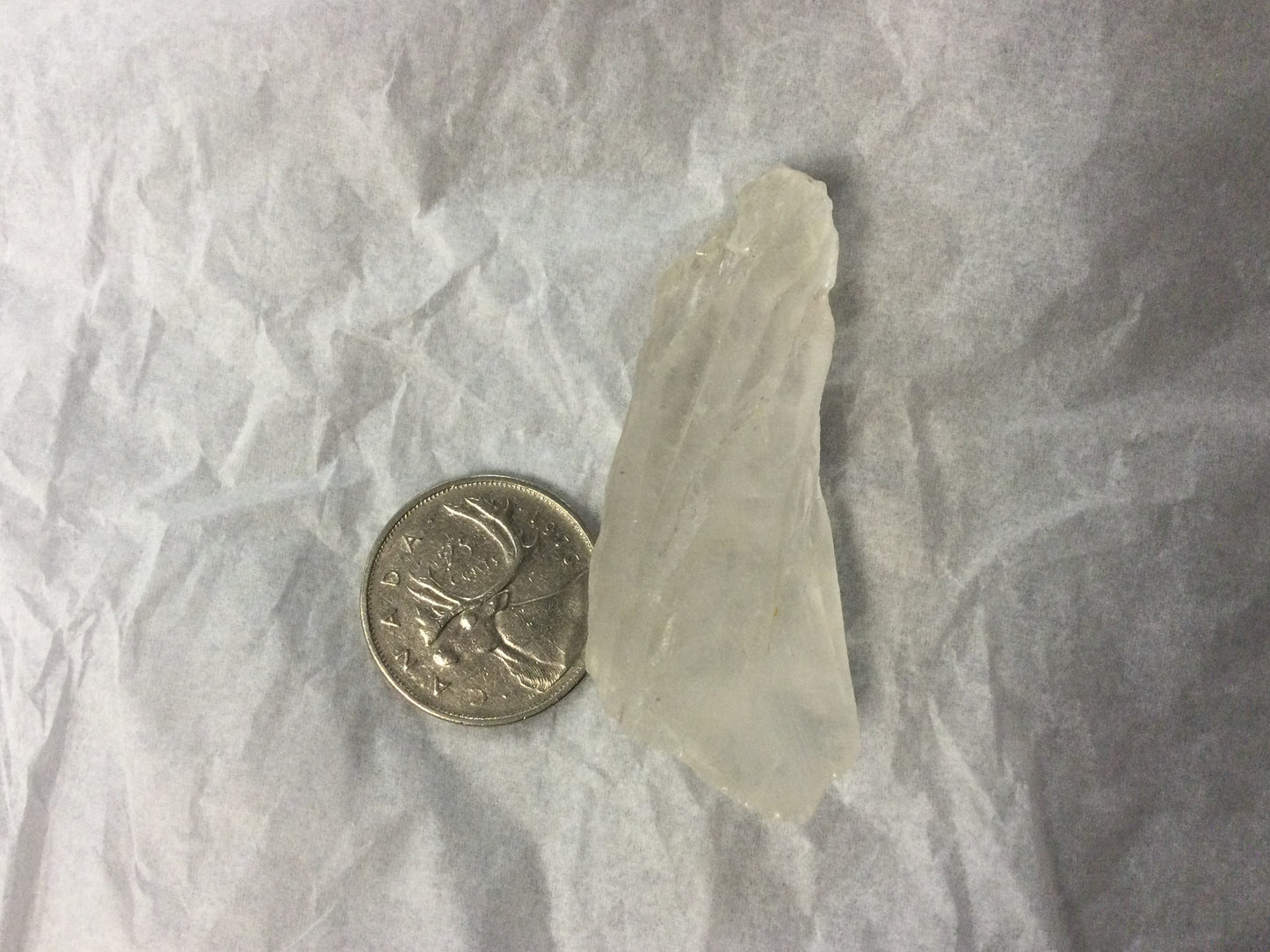Lemurian Root