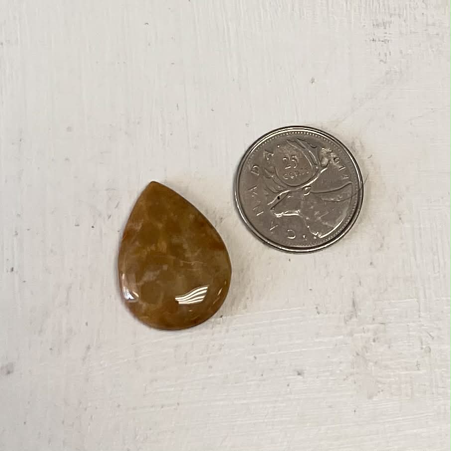 Various Fossil Cabochons