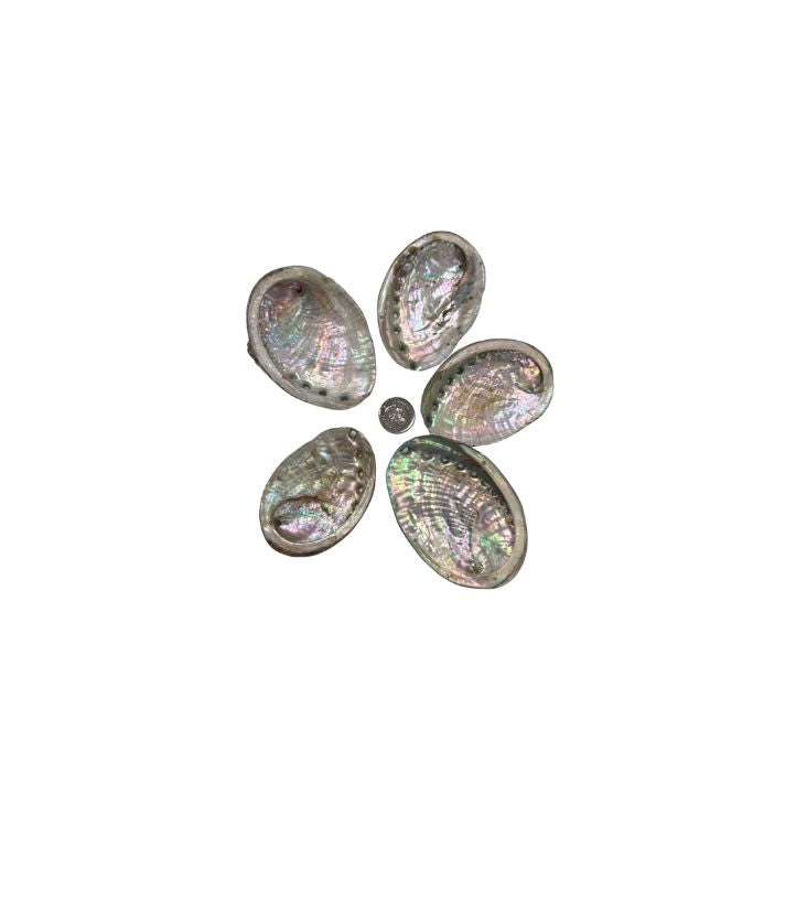 Abalone Extra Small