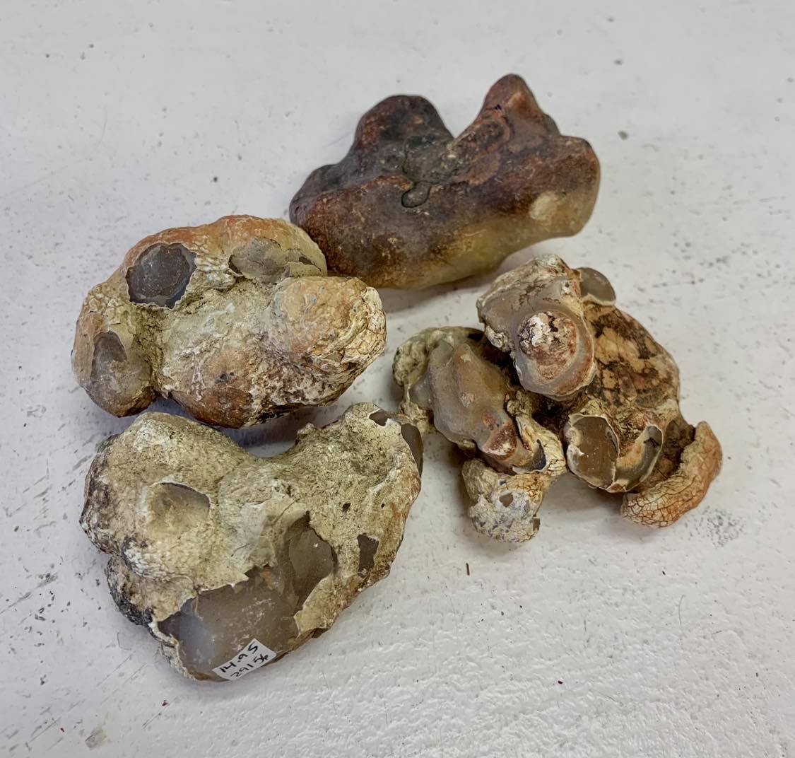 Snakeskin Agate (XLarge)