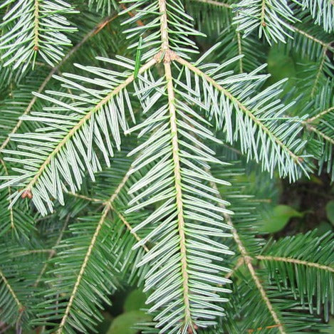 Balsam, Fir Essential Oil