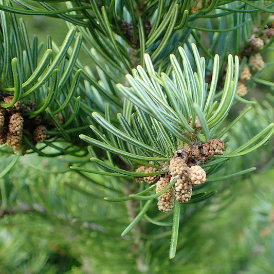 Fir Needle Essential Oil