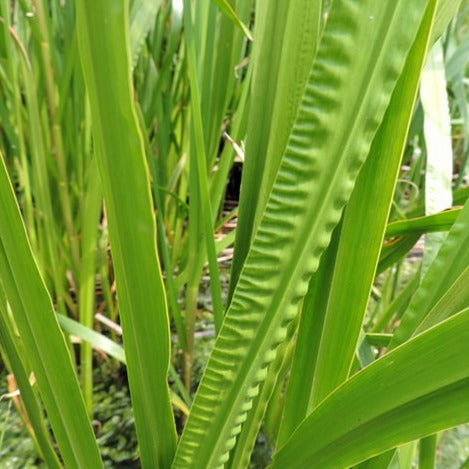 Calamus Root  Essential Oil