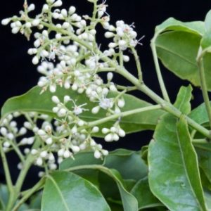 Amyris  Essential Oil