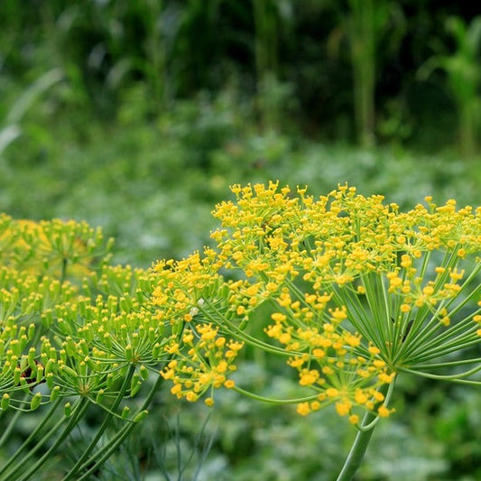 Dill Essential Oil