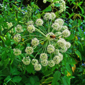 Angelica Root Essential Oil