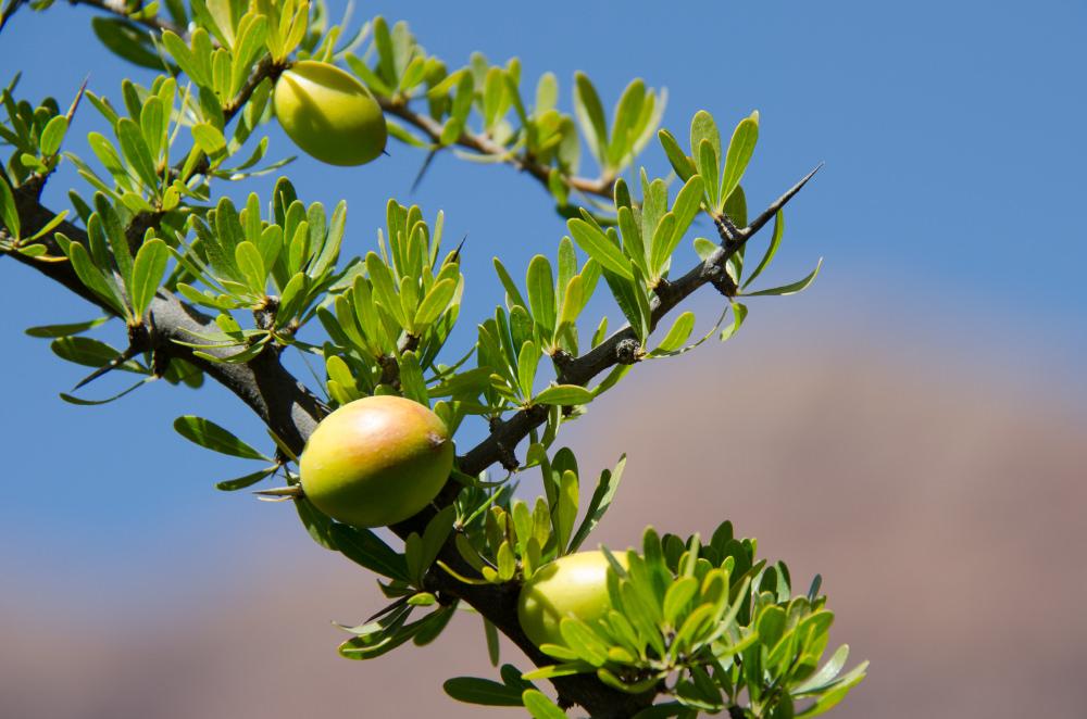 Organic Argan Oil 120ml