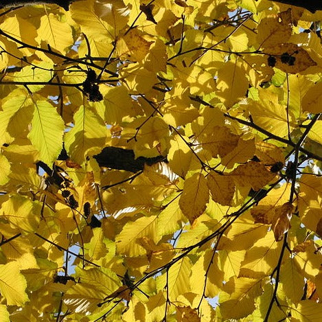 Birch (Sweet) Essential Oil