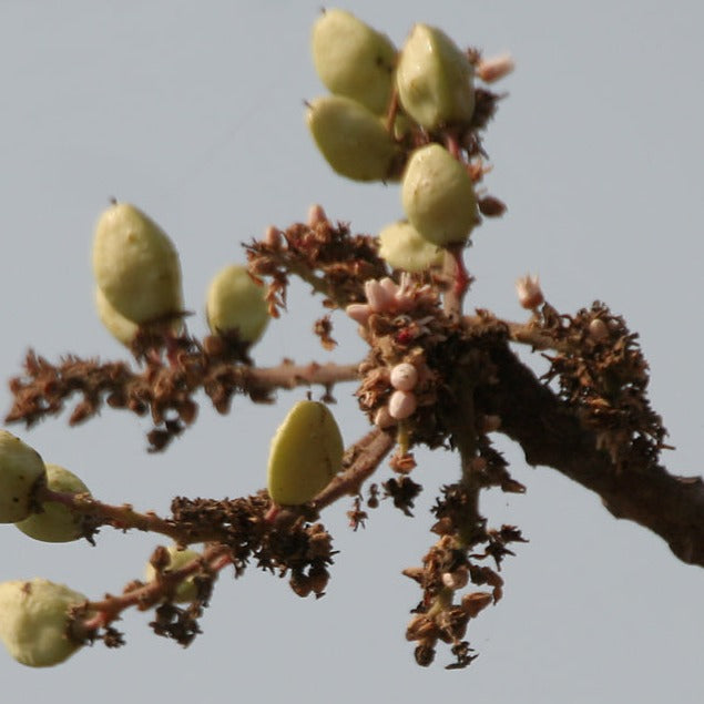 Frankincense (India) Essential Oil
