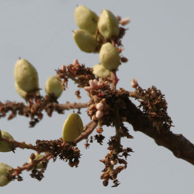 Frankincense (Somalia) Essential Oil