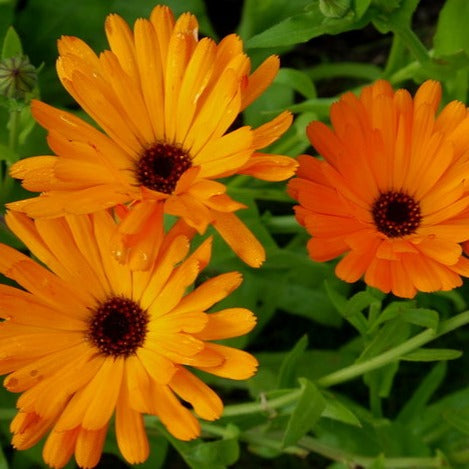 Calendula Infused Olive Oil