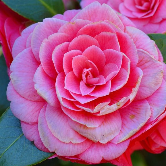 Camellia Oil 120ml