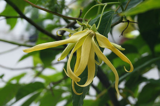 Ylang Ylang Essential Oil