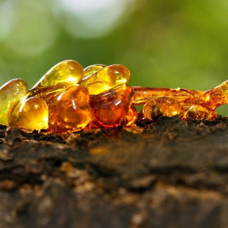 Elemi Essential Oil