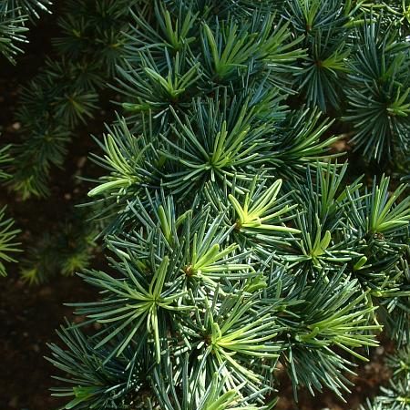 Cedarwood (Himalayan) Essential Oil