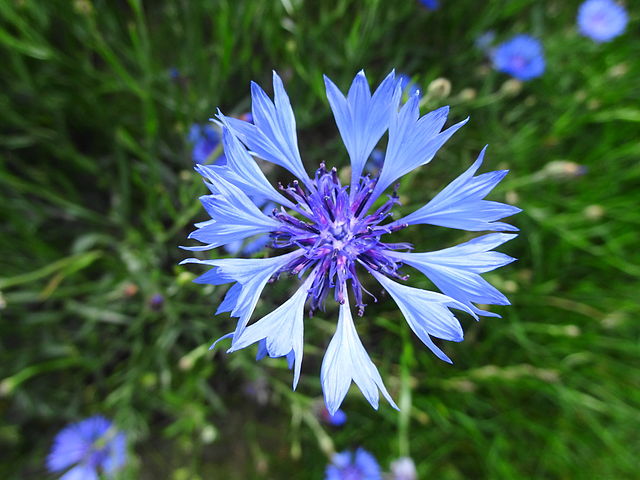 Cornflower Hydrosol 120ml