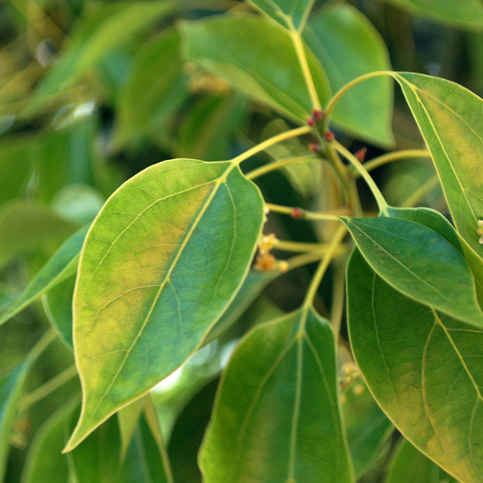 Camphor Essential Oil