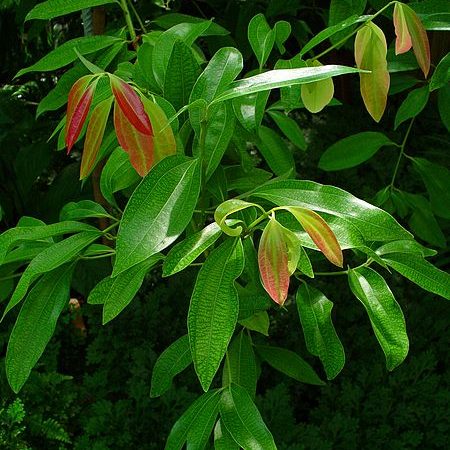 Cinnamon leaf Essential Oil