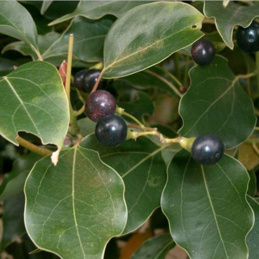 Howood Essential Oil