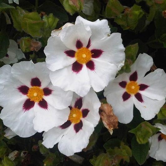 Labdanum Essential Oil