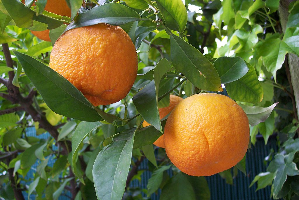Orange (Bitter) Essential Oil