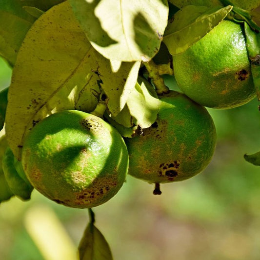 Bergamot  Essential Oil