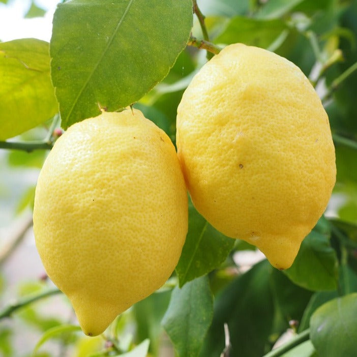 Lemon EO