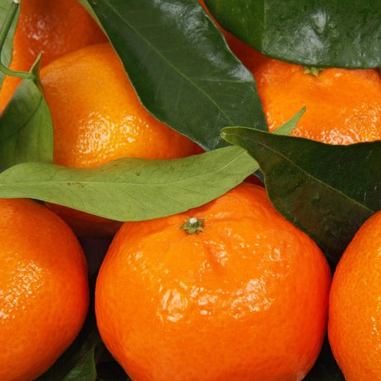 Clementine Essential Oil