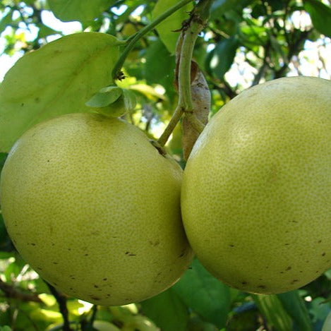 Grapefruit (White) Essential Oil