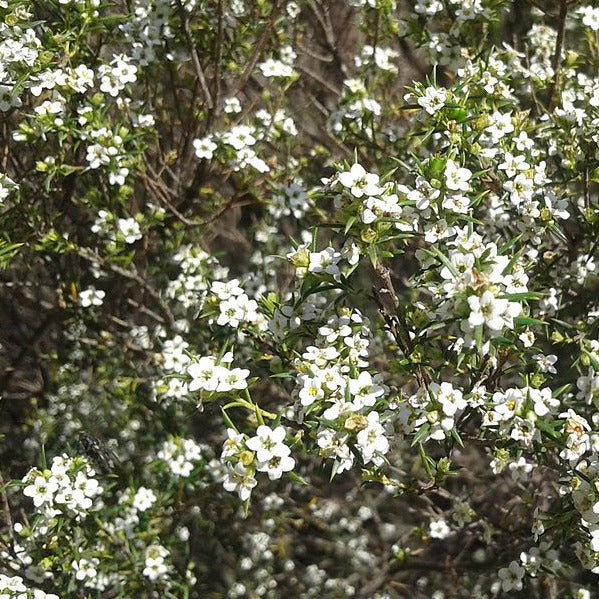 Cape May Essential Oil