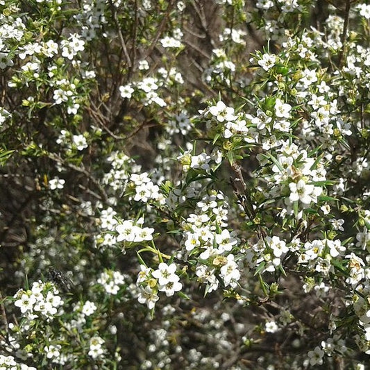 Cape May  Essential Oil