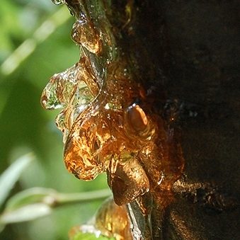 Balsam, Copaiba Essential Oil