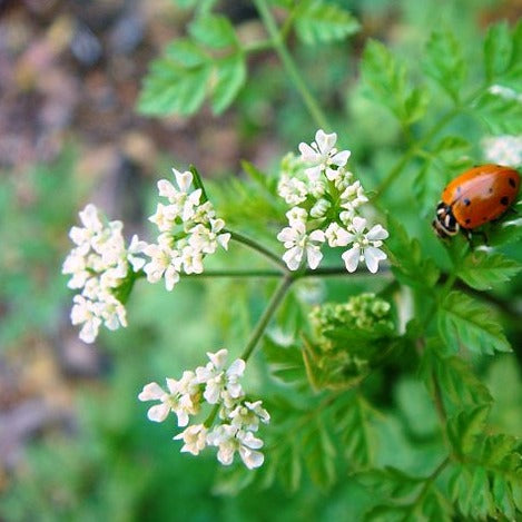 Coriander Essential Oil