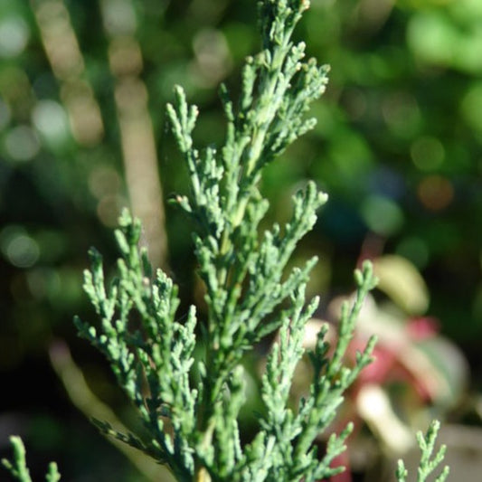 Cypress Essential Oil