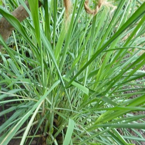 Citronella Essential Oil