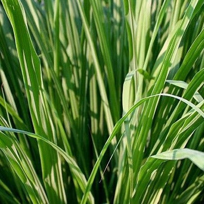 Jamarosa Root Essential Oil