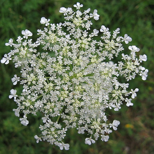 Carrot Seed  Essential Oil