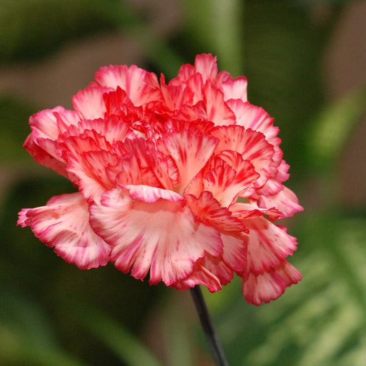 Carnation  Essential Oil (10% Dilution)