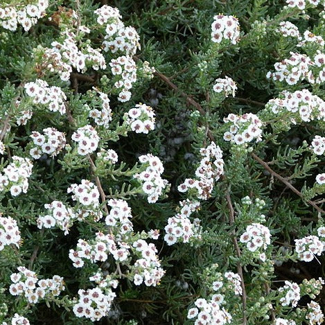 Cape Snowbush  Essential Oil
